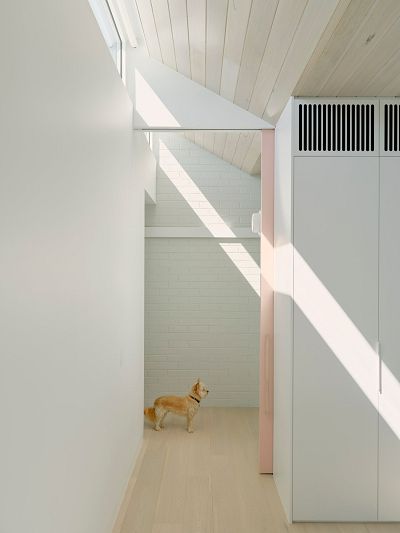 Open door to corridor with streak of sunlight from high level window and small dog in foreground