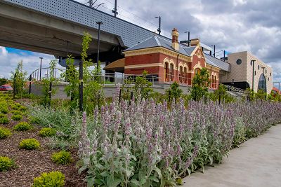 The former Coburg heritage station, an old red brick building sits beneath the new elevated rail, with the new station in the background. A lush garden bed is in the foreground with flowering shrubs with soft, furred leaves.